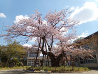 市原市立市西小学校